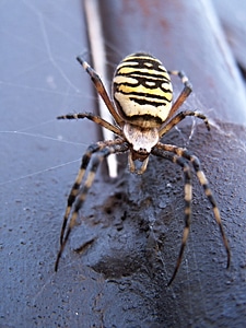 Crusader striped toxic insect
