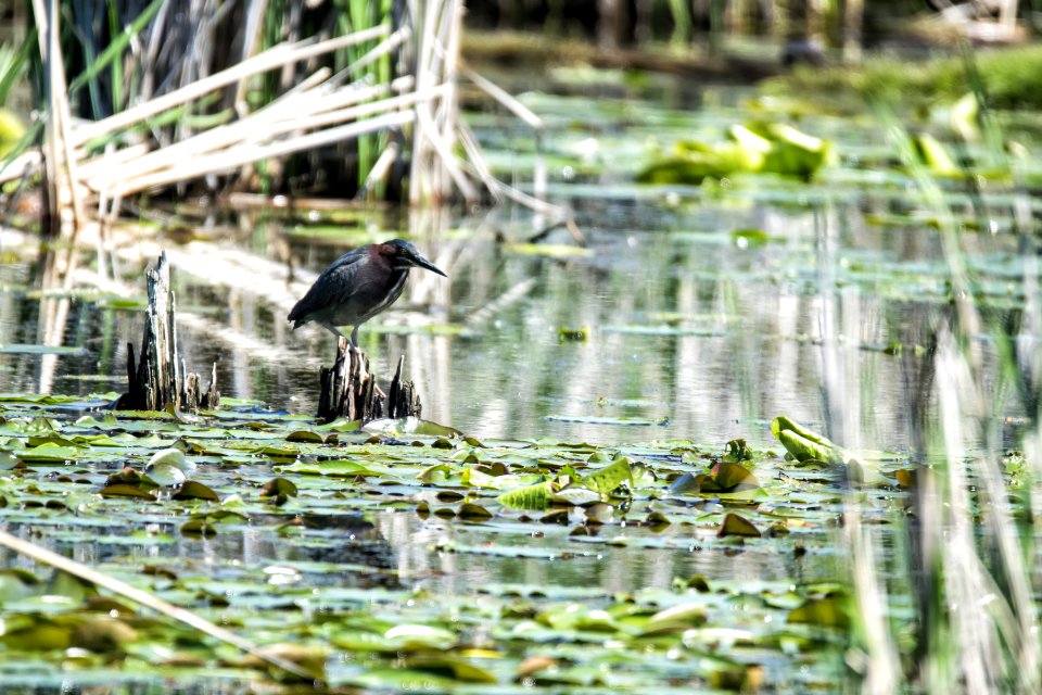 Oiseau (Hron Vert) 1138