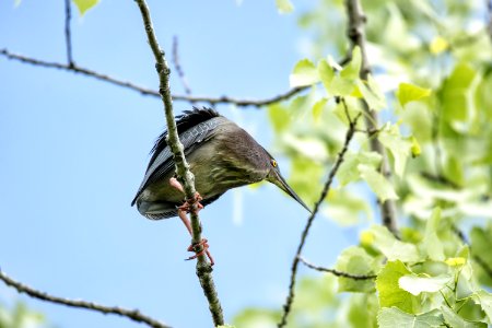 Oiseau (Hron Vert) 1121