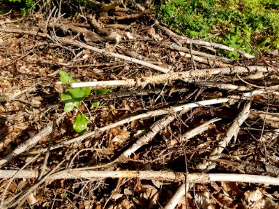 Botany Wood Grass Twig