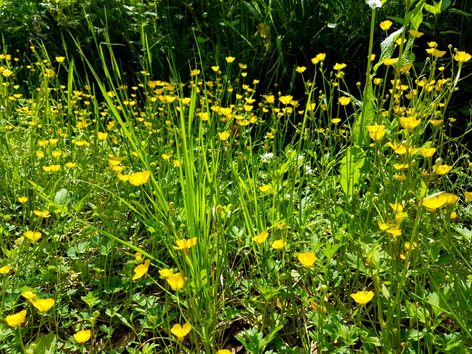 Flower Plant Grass Herbaceous Plant