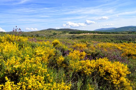 Campo De Retama Y Lavanda