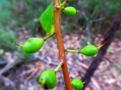 Pods Of Green photo