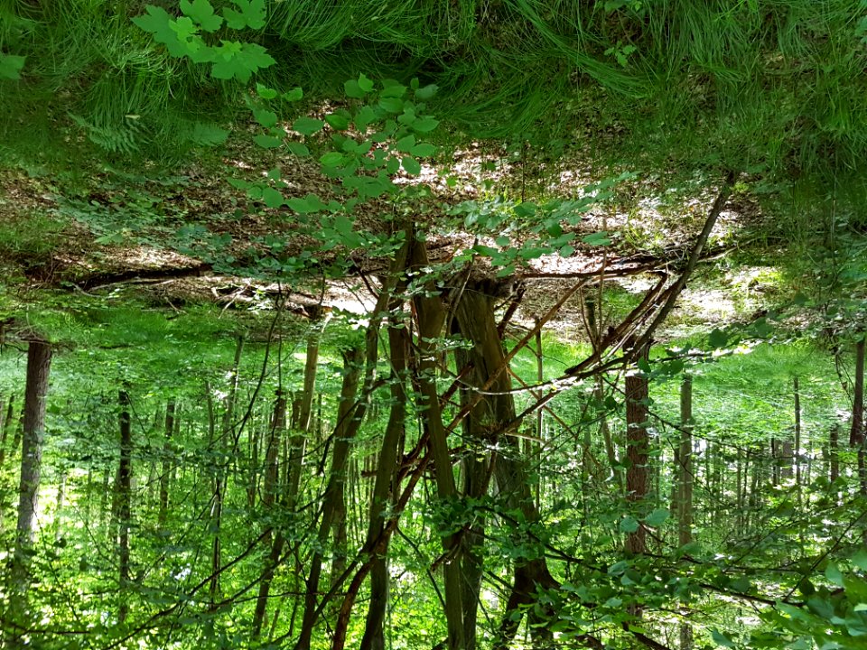 Plant Tree Terrestrial Plant Natural Landscape