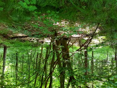 Plant Tree Terrestrial Plant Natural Landscape photo