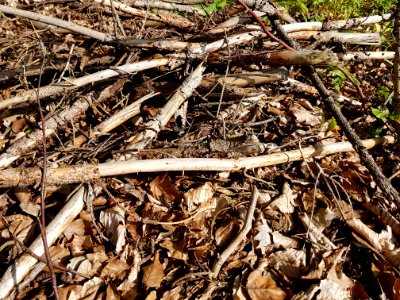 Brown Wood Twig Groundcover photo