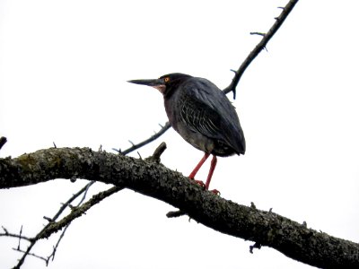 Oiseau (Hron Vert) 1084