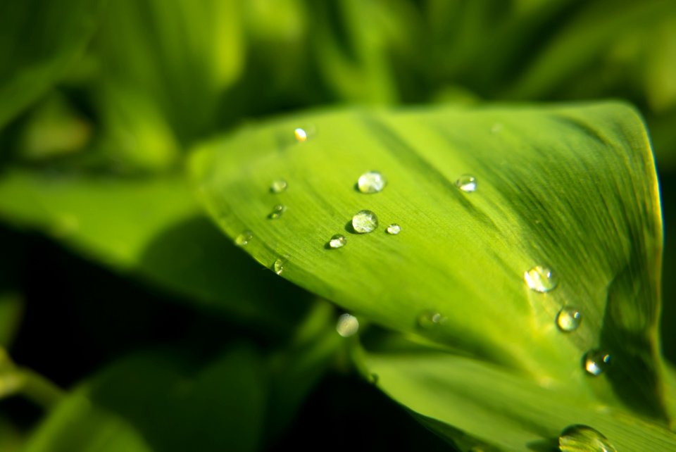 Green Leaves Closeup