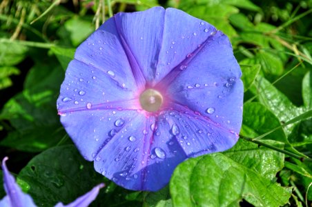 Ipomoea Purpurea