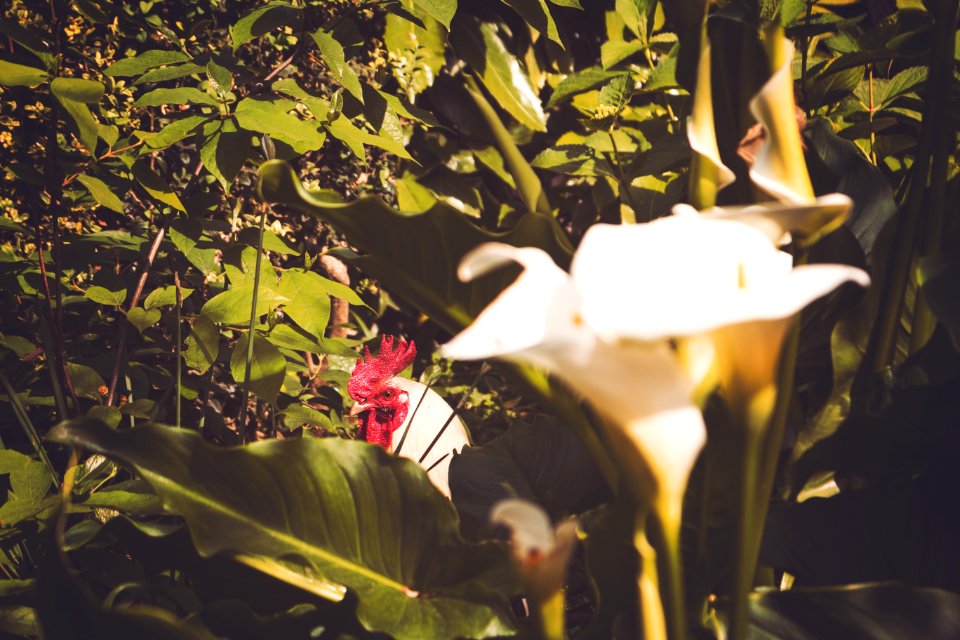 Plant Petal Botany Branch