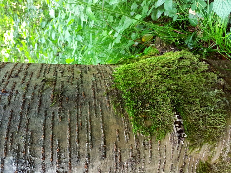 Plant Terrestrial Plant Tree Trunk