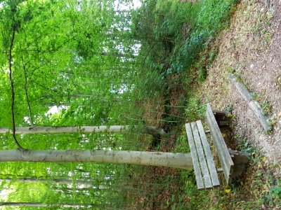 Plant Outdoor Bench Plant Community Leaf