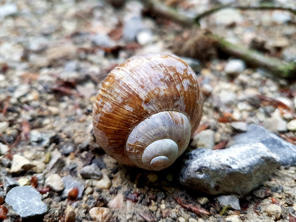 Snail Natural Material Wood Shell
