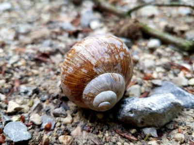 Snail Natural Material Wood Shell photo