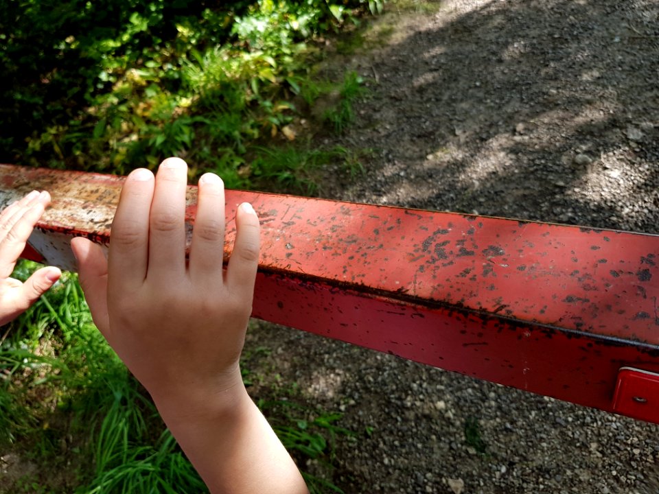 Hand Plant People In Nature Wood