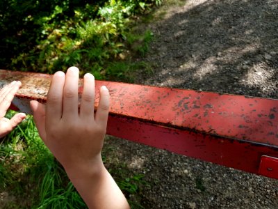 Hand Plant People In Nature Wood