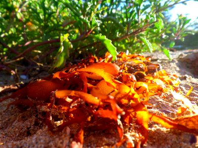Seaweed Sunset (Explored)