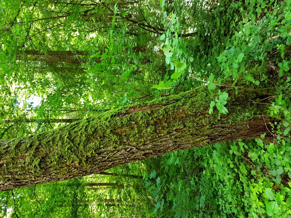 Plant Green Tree Natural Landscape