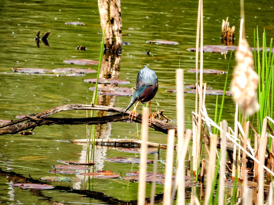 Oiseau (Hron Vert) 1116