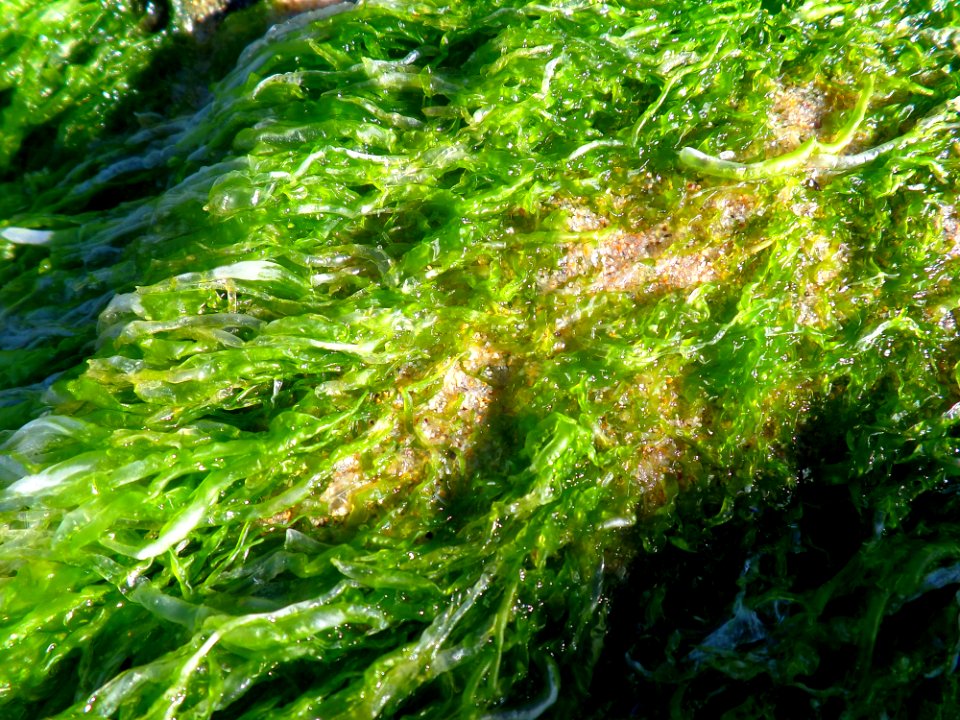 Almost Edible - Seaweed
