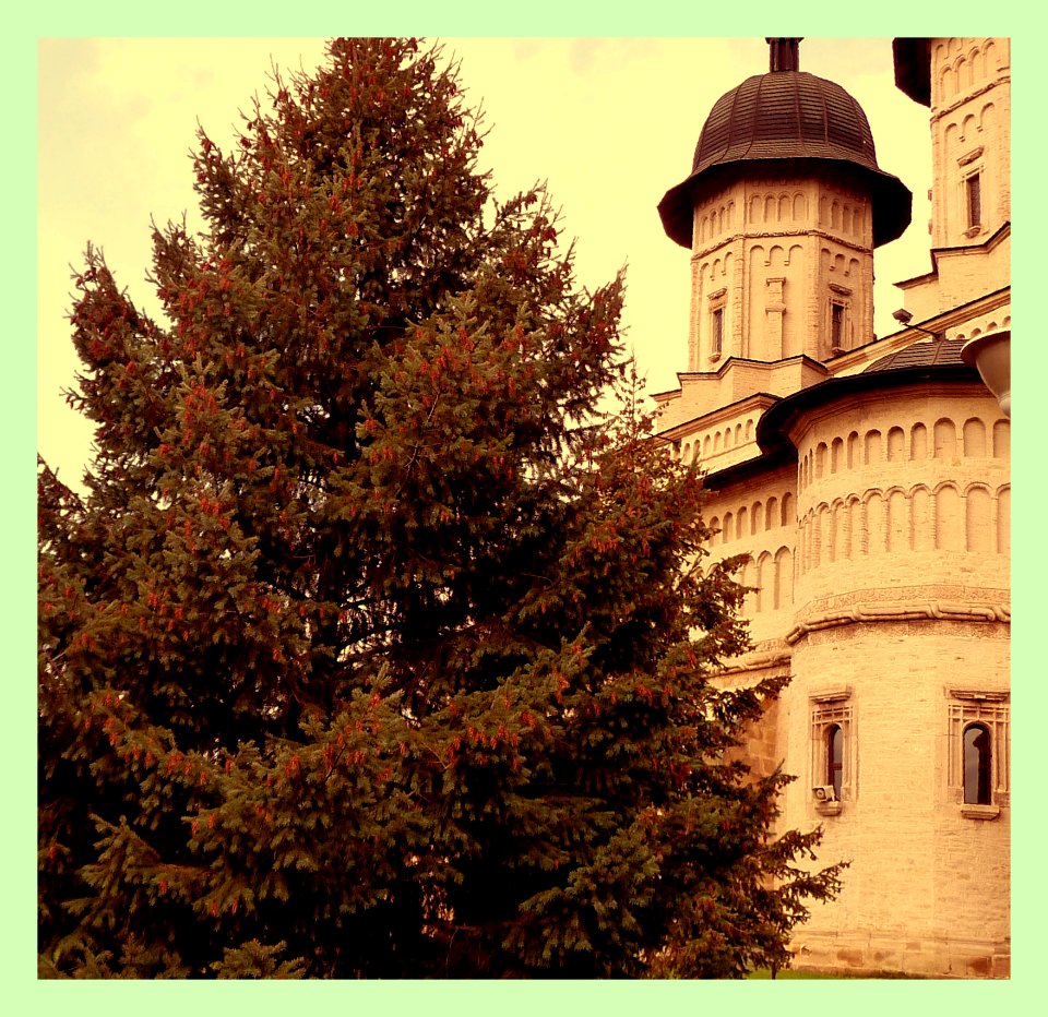Monastery And A Gorgeous Pine Tree