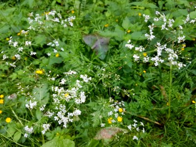 Flower Plant Leaf Botany photo