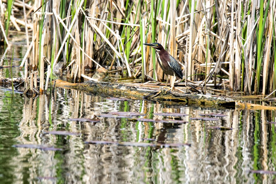 Oiseau (Hron Vert) 1085