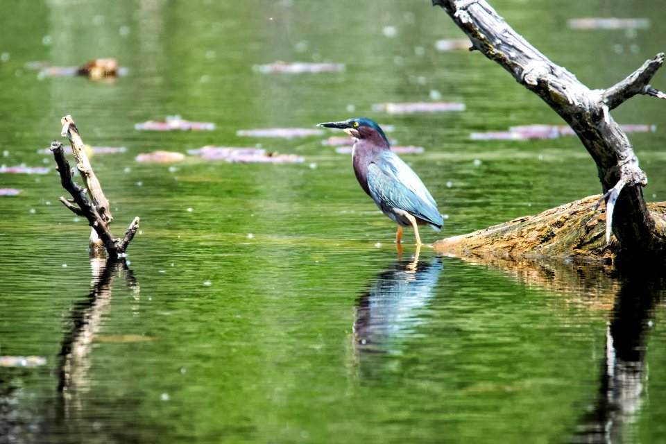 Oiseau (Hron Vert) 1087 photo