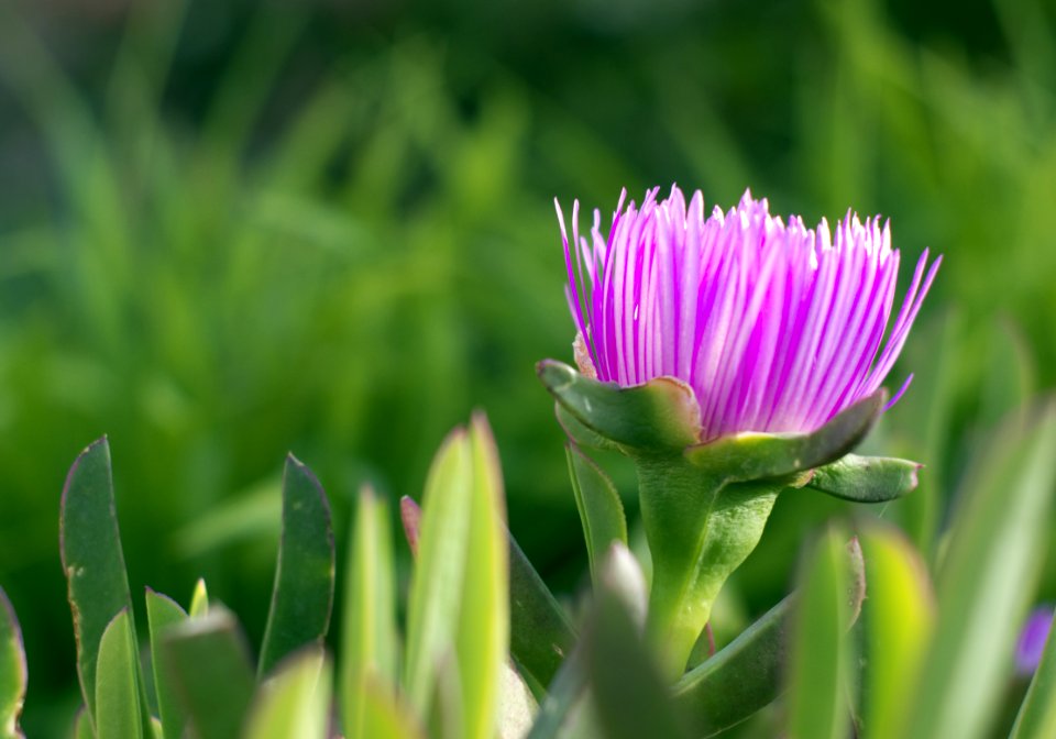 Hottentot-fig (Carpobrotus Edulis)