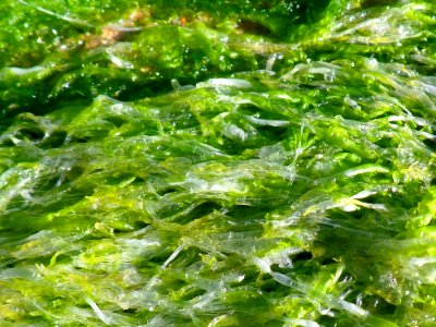 Low Tide Surprise