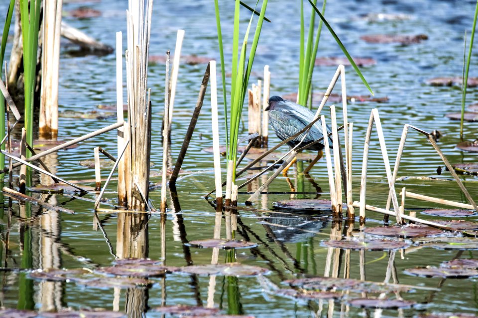 Oiseau (Hron Vert) 1089