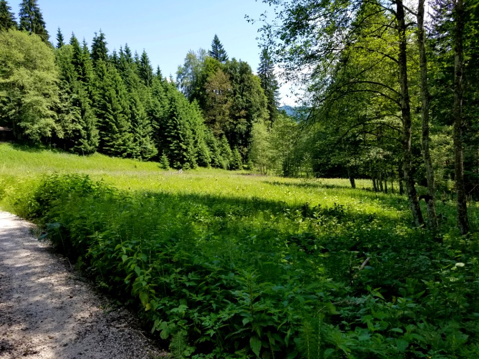 Field In The Forest