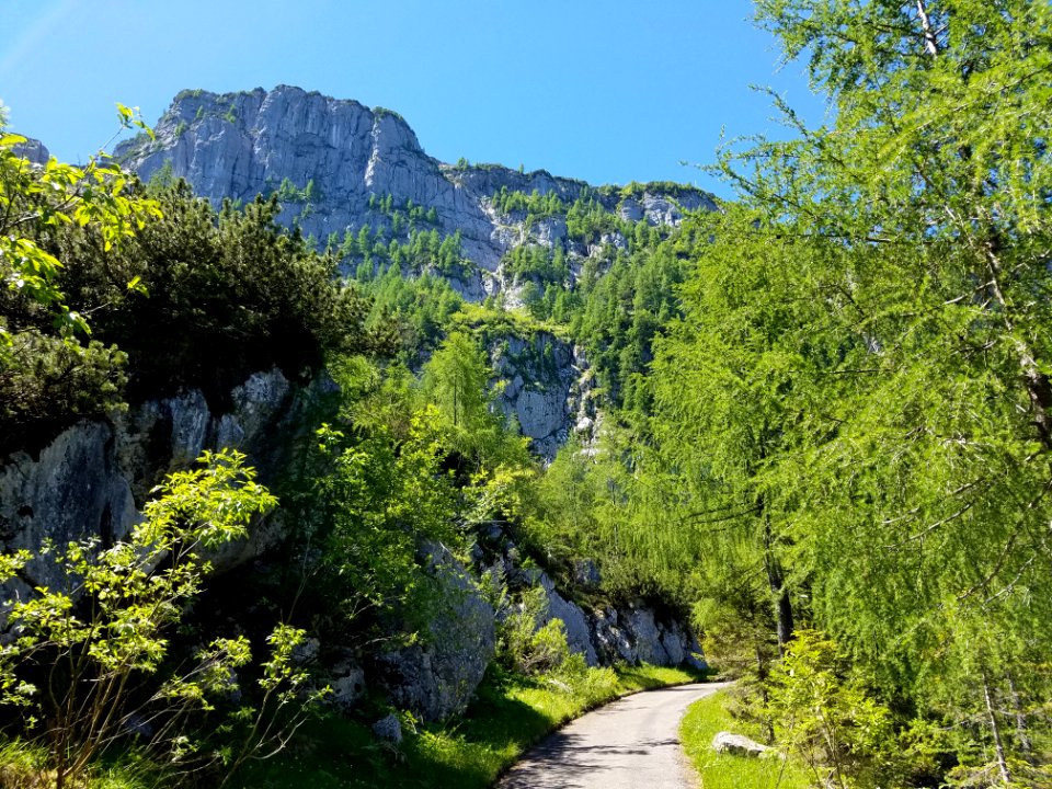 Lush Mountain Trail