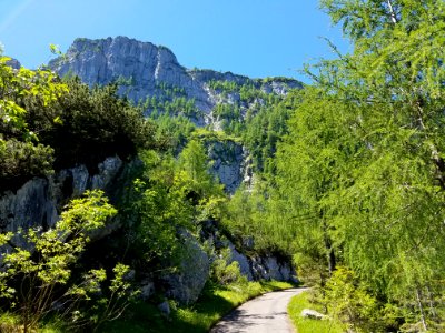 Lush Mountain Trail