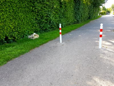 Plant Road Surface Asphalt Cone photo