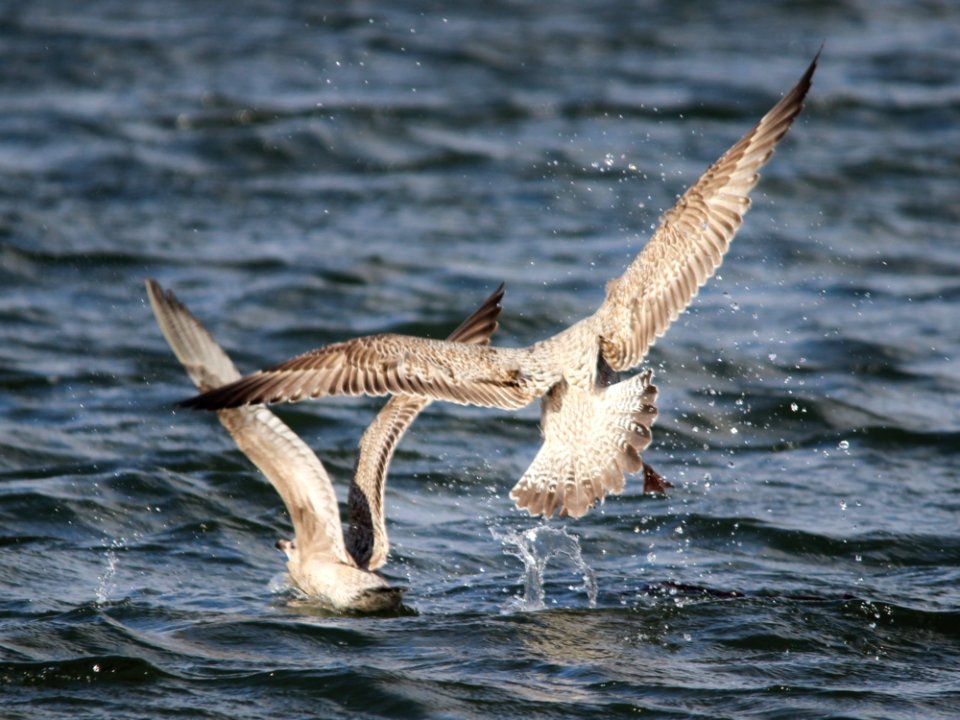 Gulls05