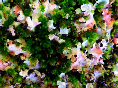 Lichen Boquet