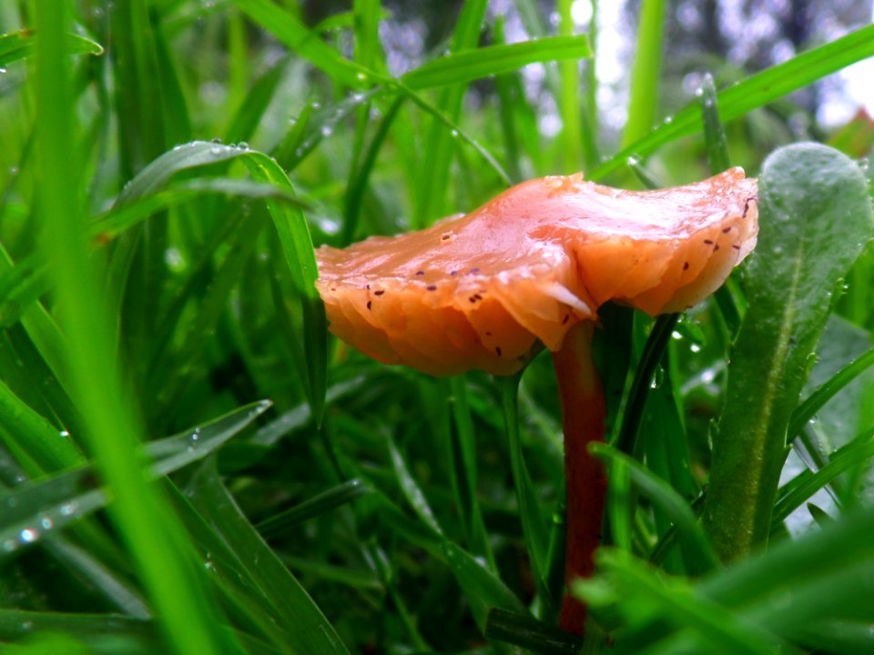 Tiny Toadstool In The Rain