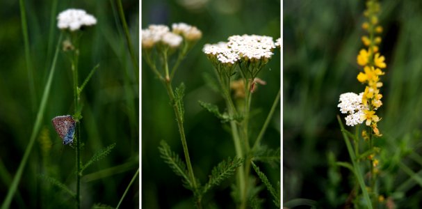 Achillea Millefolium