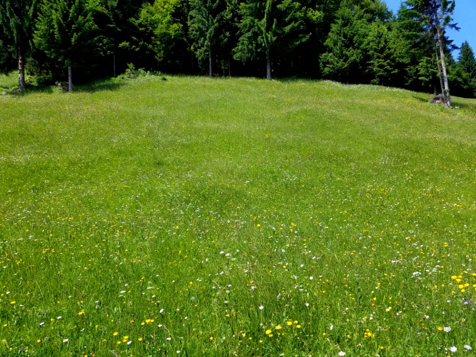 Field Of Wildflowers
