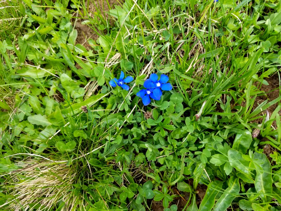 Spring Gentian (Gentiana Verna) In The Swiss Alps