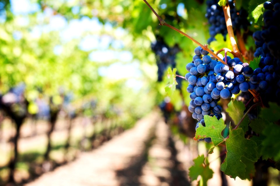 Grape Grapevine Family Vitis Fruit