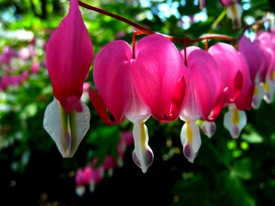 Flower Plant Flora Pink