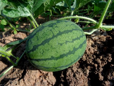 Melon Watermelon Cucumber Gourd And Melon Family Plant photo