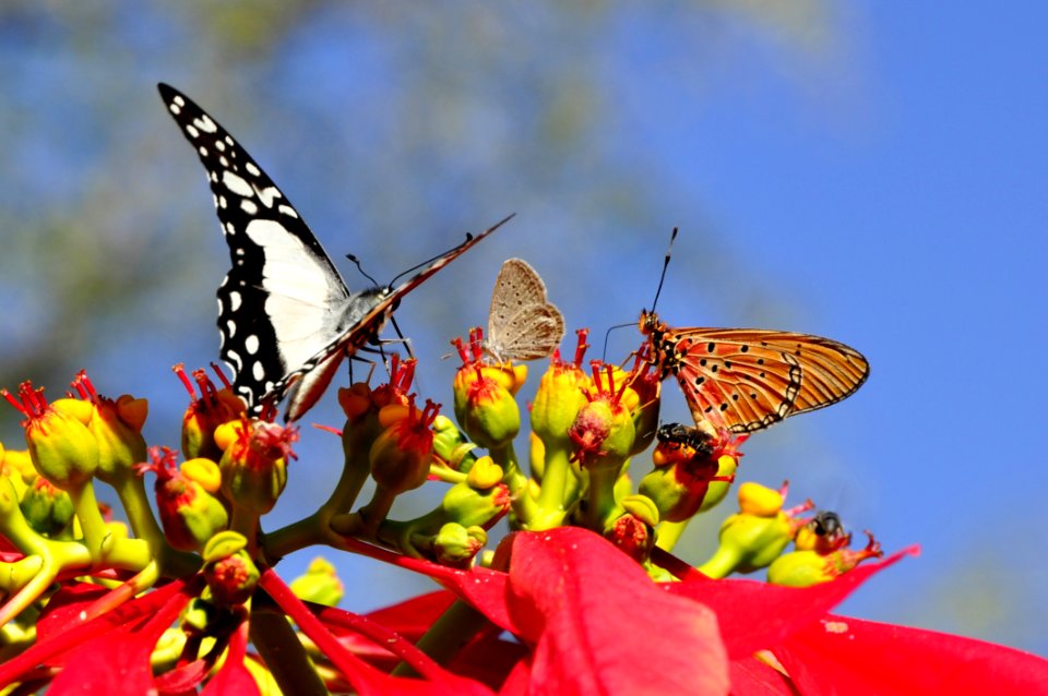 Butterfly Moths And Butterflies Insect Brush Footed Butterfly