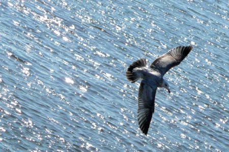Water Fauna Bird Seabird