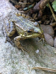 Green frogs amphibious photo