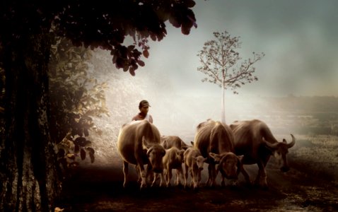 Herd Cattle Like Mammal Horn Grazing photo