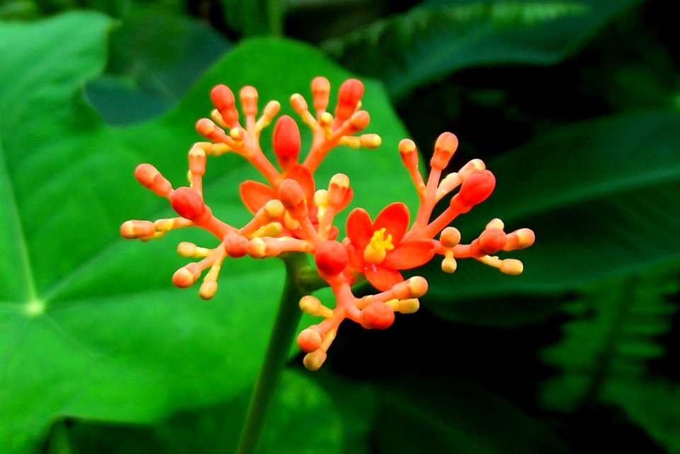 Flora Plant Flower Plant Stem