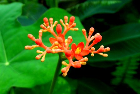 Flora Plant Flower Plant Stem